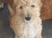 9 weeks old ready for their new home ,