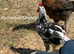 YOUNG COCKERELS PURE RARE BREEDS