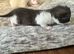 British Shorthair kittens BSH
