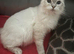 URGENT Ragdoll will consider reasonable offers