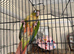 Hand Reared Conures For Sale