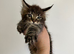 Tica registered maine coon kittens