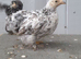 3 young pekin bantam chickens