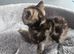 Stunning 9 week old kittens