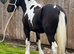 17 month old chaps registered filly