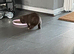 British shorthair for sale