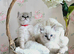 Stunning Lynx Mitted Mink Ragdoll Kittens
