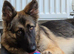 Female German Shepherd