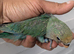LOVE BIRD BABY FOR SALE