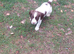 Beautiful English springer spaniels