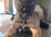 Malinois Belgum shepherd pups