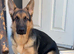 German shepherd pup for sale