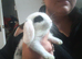 2 hand reared mini lop x babies