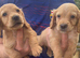 Five Cocker Spaniel Puppies