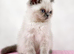 Exotic kitten