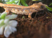 Baby crested gecko