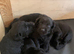 Kc registered black Labradors