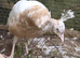 Yearling peahen peach