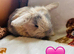 Maple litter lops