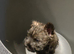 KC REGISTERED CAIRN TERRIER- BOY