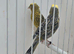 BEAUTIFUL PROVEN PAIR LIZARD CANARIES
