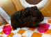 Female (Sow) Baby Guinea Pigs