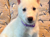2 Beautiful female White Husky Puppies Ready for Their Forever Homes