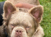 Fluffy frenchie