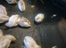 Button quail