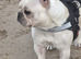 French bulldog Ella