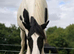 Raven 7 year old mare