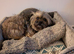 Gorgeous 8 year old Shih Tzu Cross