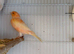2 pair mosaic