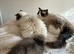 Ragdoll brothers 11 months and neutered
