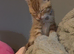12 month old kitten