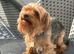 Pure Yorkshire Terrier boy aged 4 years old 5kgs