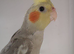 Baby Cockatiel