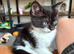 Black and White Fluffy Male Kitten