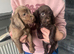 Cocker spaniel puppies