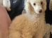 Miniature poodle