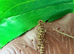 Viper Gecko at Birmingham Reptiles