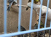 8 canaries