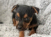 Patterdale x Lakeland puppies