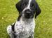 German Wirehaired Pointer Puppies