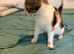 6 month old kitten