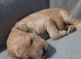 Standard poodle boy