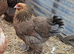 Brahma pullets 18weeks old