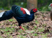 Swinhoe's pheasant for sale