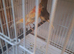 Canary pair, male good singer