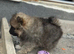Beautiful Pomeranian Pups
